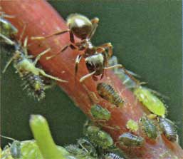 Figure 1: Black ant supervising green aphids at work