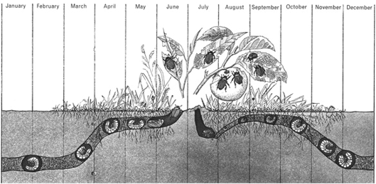 Figure 1: The Life Cycle of the Japanese Beetle