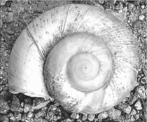 Figure 2: Sea shell illustrating fractal geometry in nature