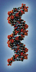 Figure 1: DNA - The blueprint for all known living organisms